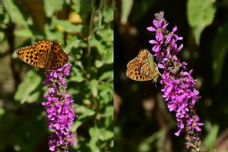 Byk nci (Argynnis adippe)