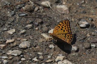 Byk nci (Argynnis adippe)