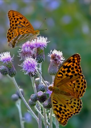 Cengaver (Argynnis paphia)