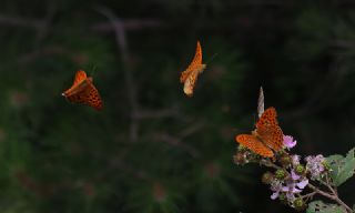 Cengaver (Argynnis paphia)