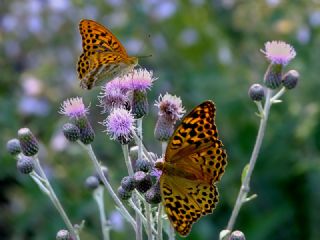 Cengaver (Argynnis paphia)