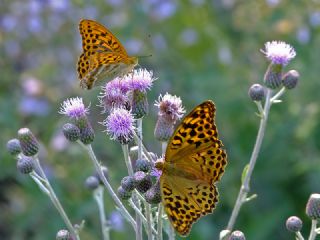 Cengaver (Argynnis paphia)