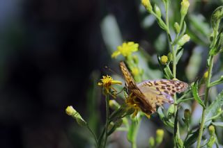 Cengaver (Argynnis paphia)