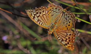 Bahadr (Argynnis pandora)