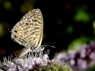 Mavi Zebra (Leptotes pirithous)