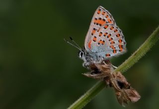 Anadolu Gelincii (Tomares nogelii)