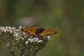 Benekli parhan (Melitaea didyma)