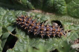 Benekli parhan (Melitaea didyma)