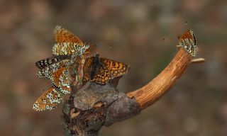 parhan (Melitaea cinxia)