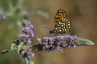 Amannisa (Melitaea athalia)