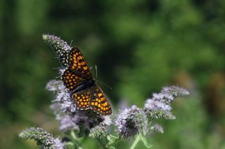 Amannisa (Melitaea athalia)