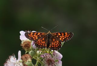 Amannisa (Melitaea athalia)