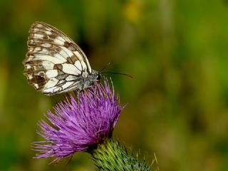 Orman Melikesi (Melanargia galathea)