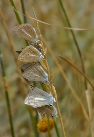 Çokgözlü Anadolu Beyazı (Polyommatus menalcas)