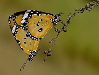 Sultan (Danaus chrysippus)