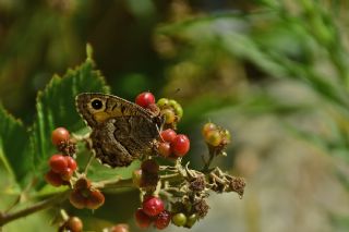 Seyit (Arethusana arethusa)