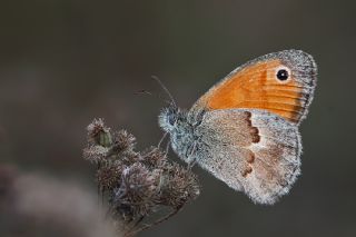 Kk Zpzp Perisi (Coenonympha pamphilus)