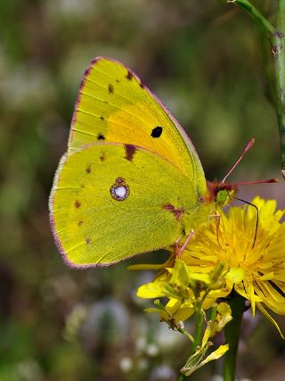 Sar Azamet (Colias croceus)