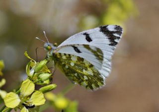 Da Oykls (Euchloe ausonia)