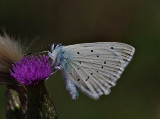 okgzl Dafnis (Polyommatus daphnis)