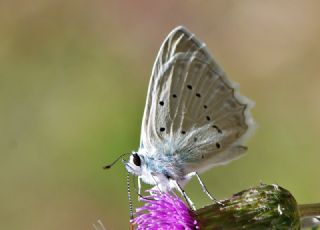 okgzl Dafnis (Polyommatus daphnis)