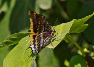 ift Kuyruklu Paa (Charaxes jasius )