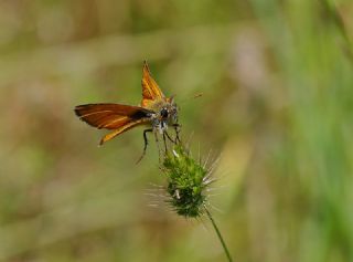 Sar Antenli Zpzp (Thymelicus sylvestris)