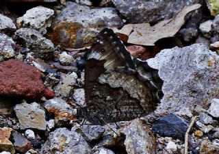 Byk Karamelek (Hipparchia syriaca)