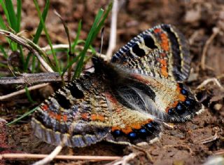 Yalanc Apollo (Archon apollinus)