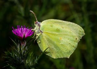 Kleopatra (Gonepteryx cleopatra)