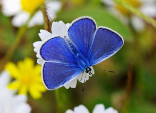 okgzl Mavi (Polyommatus icarus)