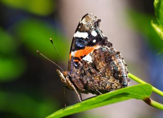 Atalanta (Vanessa atalanta)