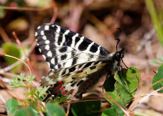 Orman Fistosu (Allancastria  cerisyi)