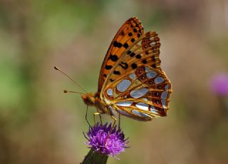 spanyol Kraliesi (Issoria lathonia)