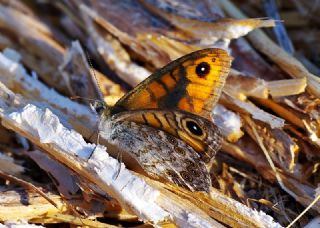 Kk Esmerboncuk (Lasiommata megera)