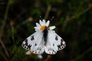 Yeni Beneklimelek (Pontia edusa)