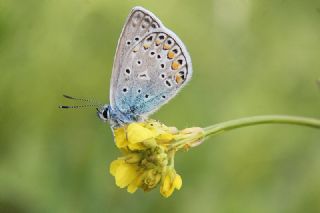 okgzl Mavi (Polyommatus icarus)