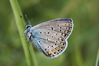 okgzl Mavi (Polyommatus icarus)