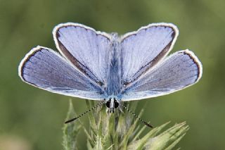 okgzl Mavi (Polyommatus icarus)