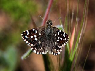 Ege Zpzp (Pyrgus melotis)