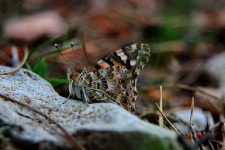 Diken Kelebei (Vanessa cardui)