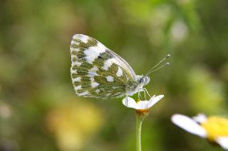 Yeni Beneklimelek (Pontia edusa)