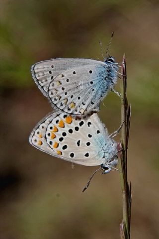 Anadolu Esmergz (Plebejus modicus)