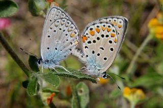 Anadolu Esmergz (Plebejus modicus)