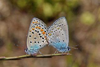 Anadolu Esmergz (Plebejus modicus)