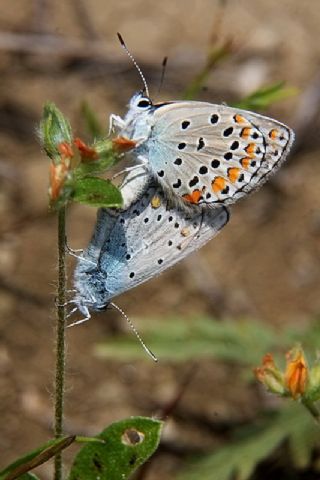 Anadolu Esmergz (Plebejus modicus)