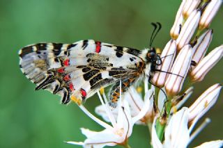 Orman Fistosu (Allancastria  cerisyi)