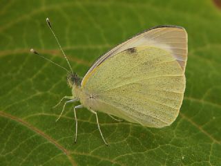 Byk Beyazmelek  (Pieris brassicae)