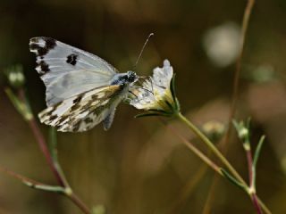 Yeni Beneklimelek (Pontia edusa)