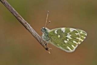 Yeni Beneklimelek (Pontia edusa)